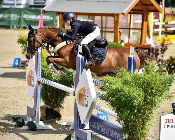 jumper Raising Storm (German Riding Pony, 2008, from Oosteinds Ricky)