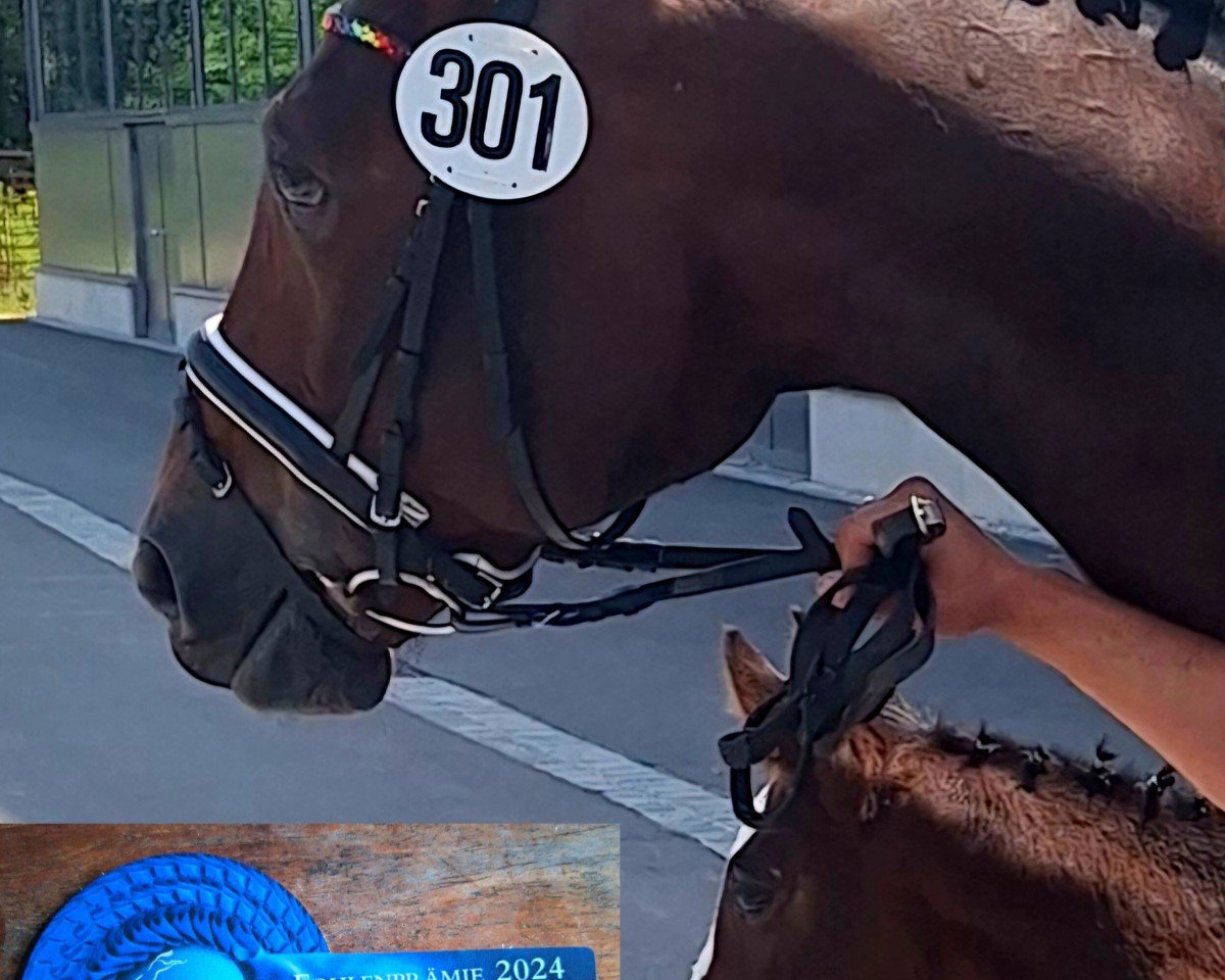 horse Ruby Ramazotti (Oldenburg show jumper, 2024, from Chin Chin's Erbe)