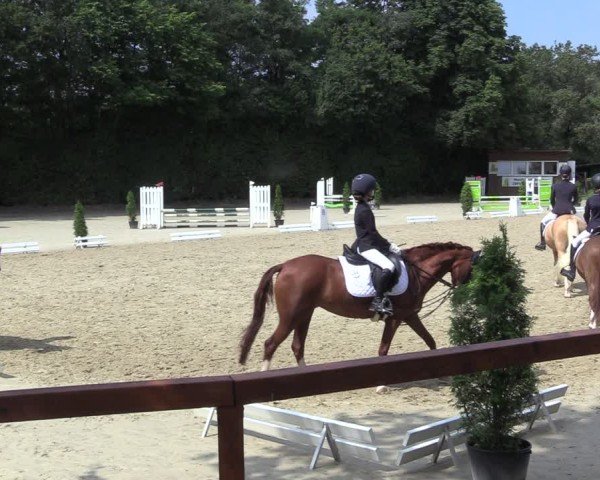 Reitturnier Arnsberg-Holzen 2024