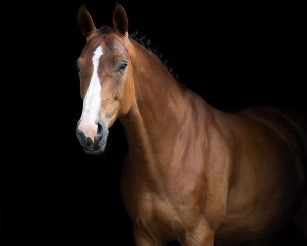 dressage horse Soléa 2 (Hanoverian, 2012, from Spörcken)