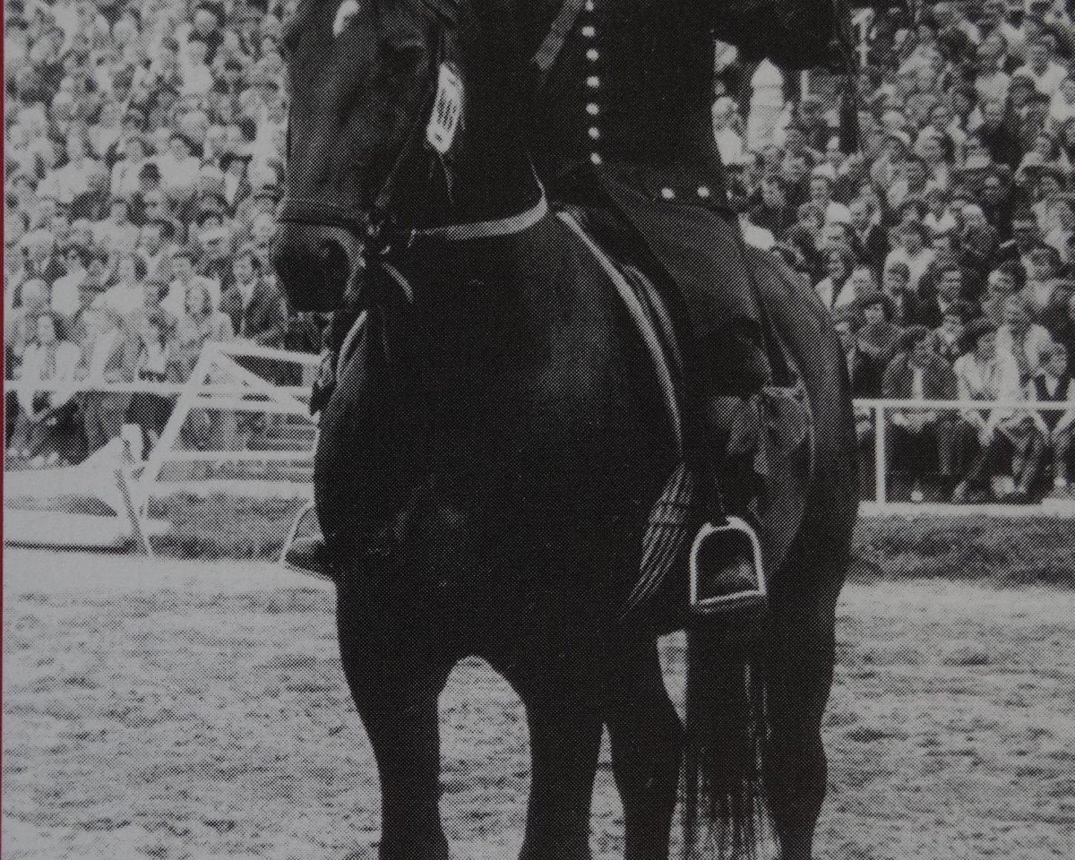 stallion Frohsinn Mo 1246 (Heavy Warmblood, 1965, from Friedolf Mo 1146)
