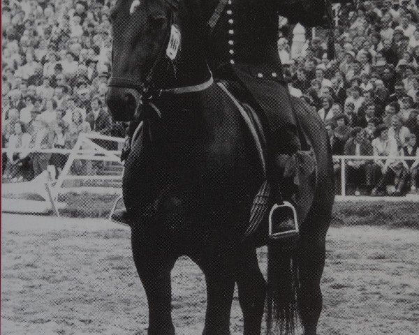 stallion Frohsinn Mo 1246 (Heavy Warmblood, 1965, from Friedolf Mo 1146) stallion Frohsinn Mo 1246 (Heavy Warmblood, 1965, from Friedolf Mo 1146)
