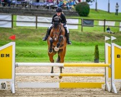 Springpferd Hella Calida (Slowakisches Warmblut, 2011, von Charisma)