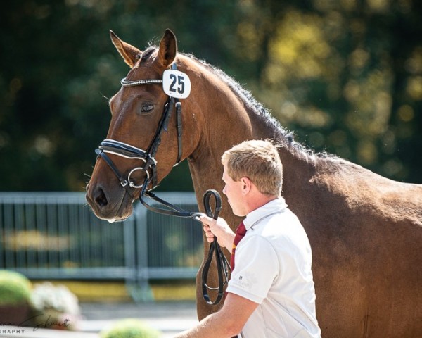 broodmare Tijuana (German Sport Horse, 2021, from Cornetino 231 FIN)