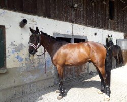 dressage horse Campitello 9 (German Warmblood, 2018, from Campitello)