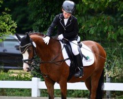 Dressurpferd Mambo (Welsh Pony (Sek.B), 2008, von Samorens Mark)