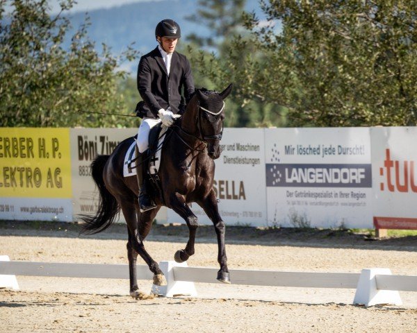 dressage horse Quaterbillion (Oldenburg, 2018, from Quaterhall)