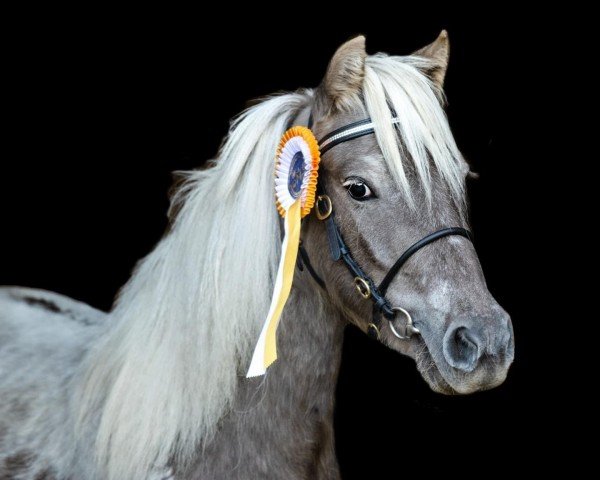 broodmare Flora vom Gothensee (Dt.Part-bred Shetland pony, 2019, from Finn) broodmare Flora vom Gothensee (Dt.Part-bred Shetland pony, 2019, from Finn)