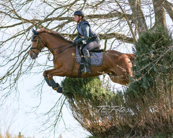 Springpferd Akonit xx (Englisches Vollblut, 2015, von Kamsin xx) Springpferd Akonit xx (Englisches Vollblut, 2015, von Kamsin xx)