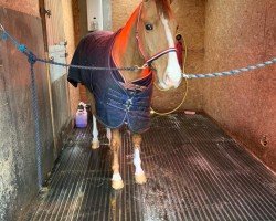 horse Hubert Lg (Estonian Sport, 2016)