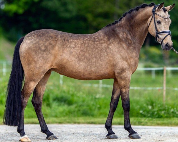 broodmare Gold Edition VEC WE (German Riding Pony, 2016, from HET Golden Dream)