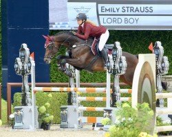 jumper Lord Boy (Oldenburg show jumper, 2014, from Cinsey)