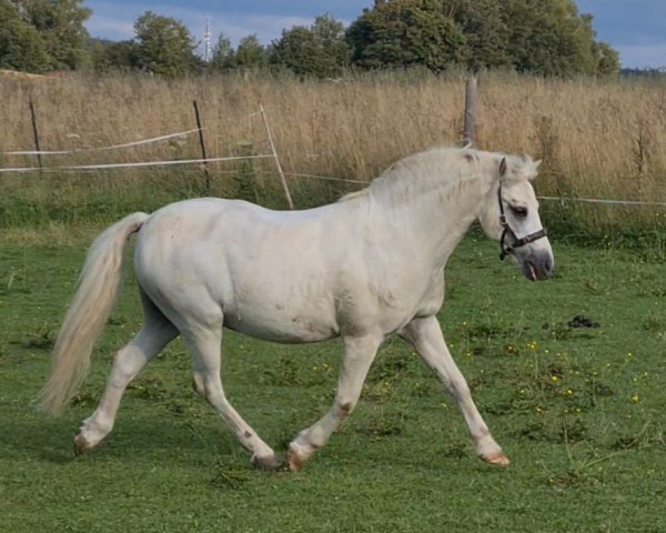dressage horse Mister Twister 7 (Welsh mountain pony (SEK.A), 2004, from Polaris Victor)