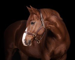 jumper Cari (German Sport Horse, 2011, from Chap 47)