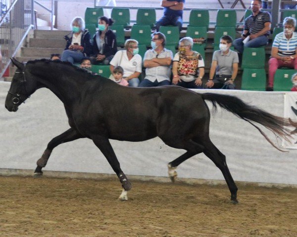 broodmare Be my Surprice TL (Oldenburg, 2016, from Bretton Woods)