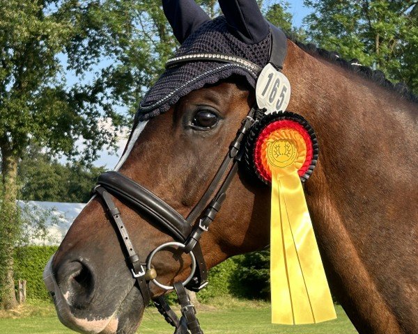 dressage horse Il Fantastico (Trakehner, 2016, from Saint Cyr)