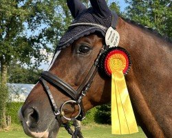 Dressurpferd Il Fantastico (Trakehner, 2016, von Saint Cyr)