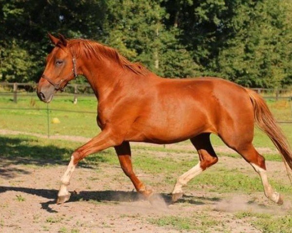 broodmare Caramel (Oldenburg, 2003, from De Niro) broodmare Caramel (Oldenburg, 2003, from De Niro)