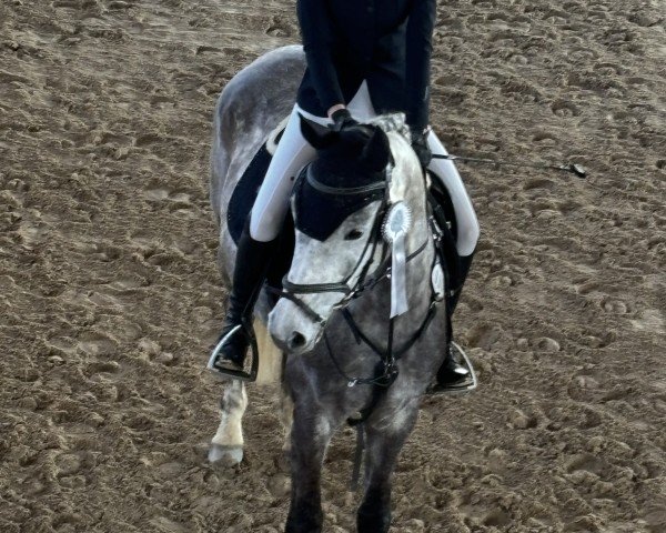 Springpferd Cardiff (Tschechisches Warmblut, 2018, von Capibara) Springpferd Cardiff (Tschechisches Warmblut, 2018, von Capibara)