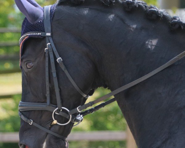 Dressurpferd Delancio (Oldenburger, 2016, von Danciano)