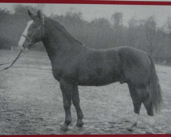 stallion Grat Mo 1117 (Heavy Warmblood, 1956, from Gralfsohn 1010) stallion Grat Mo 1117 (Heavy Warmblood, 1956, from Gralfsohn 1010)