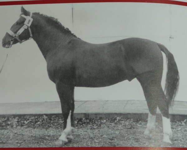stallion Granit Mo 1213 (Heavy Warmblood, 1962, from Granikus Mo 1105)