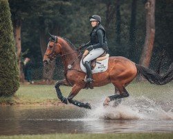 jumper My Choice Dkg (Holsteiner, 2018, from Million Dollar)