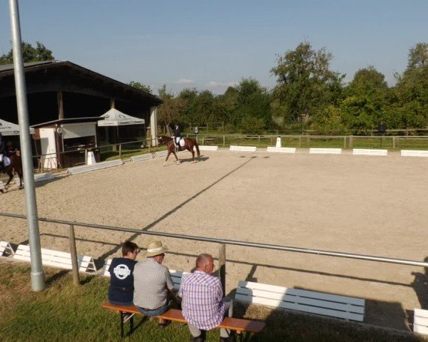 Reitturnier Köngen 2024