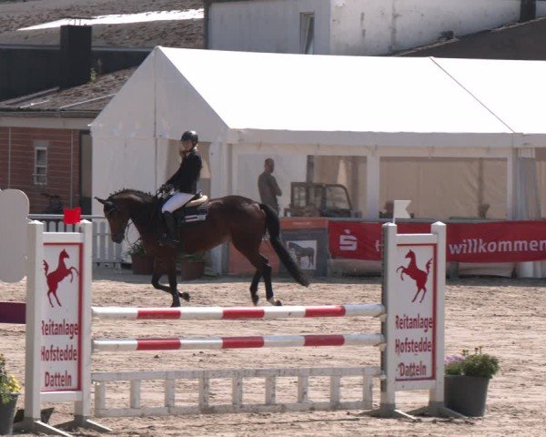 Reitturnier Datteln 2024