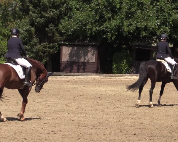 Reitturnier Datteln 2024