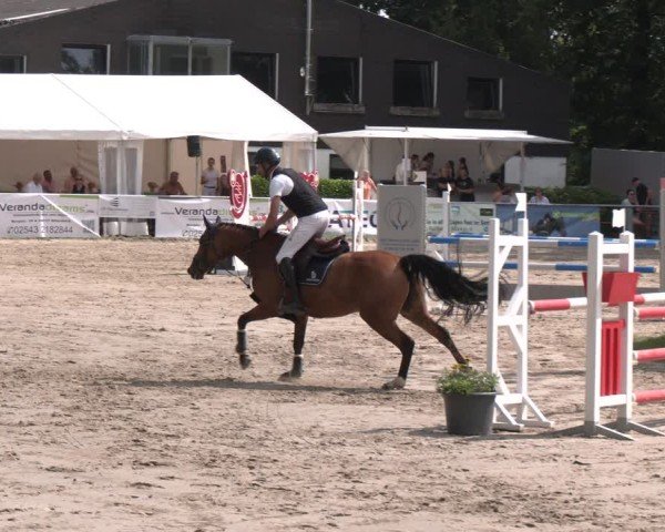 Reitturnier Datteln 2024
