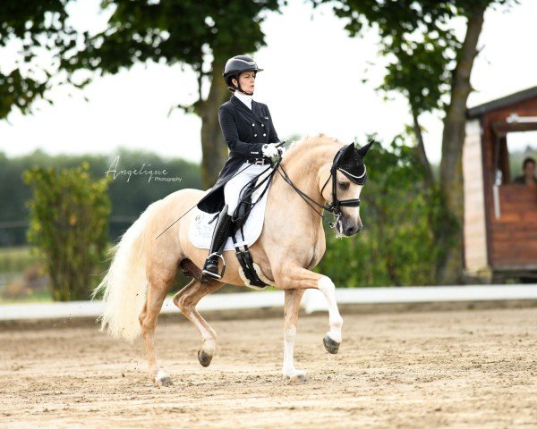 stallion Dating AT NRW (German Riding Pony, 2012, from Dimension AT NRW)