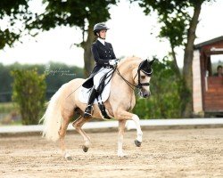 Deckhengst Dating AT NRW (Deutsches Reitpony, 2012, von Dimension AT NRW)