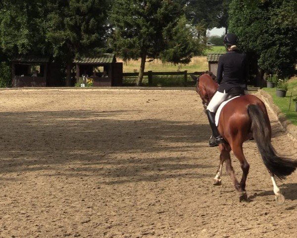 Reitturnier Datteln 2024