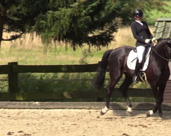 Reitturnier Datteln 2024