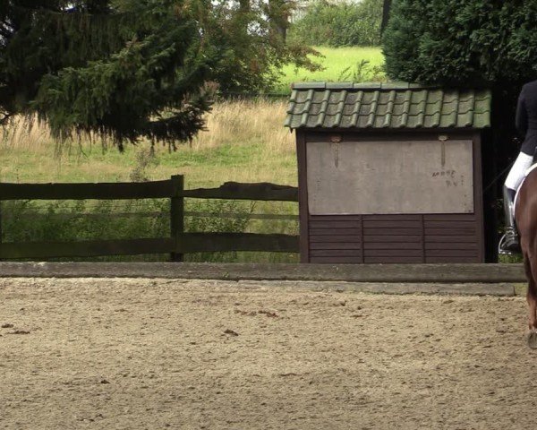 Reitturnier Datteln 2024