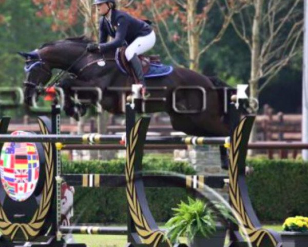 Jumper Al Capone (KWPN (Dutch Warmblood), 2005, from Namelus R)