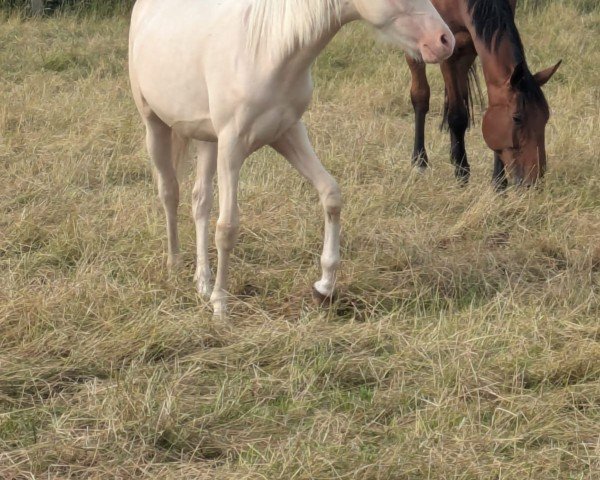 horse Talvi (German Riding Pony, 2023, from Top Champion)
