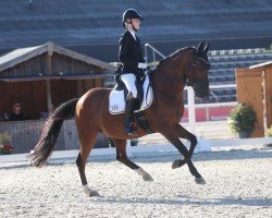 dressage horse Goldwyn (German Riding Pony, 2012, from Golden Rock)