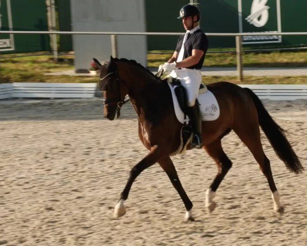 Reitturnier Köngen 2024