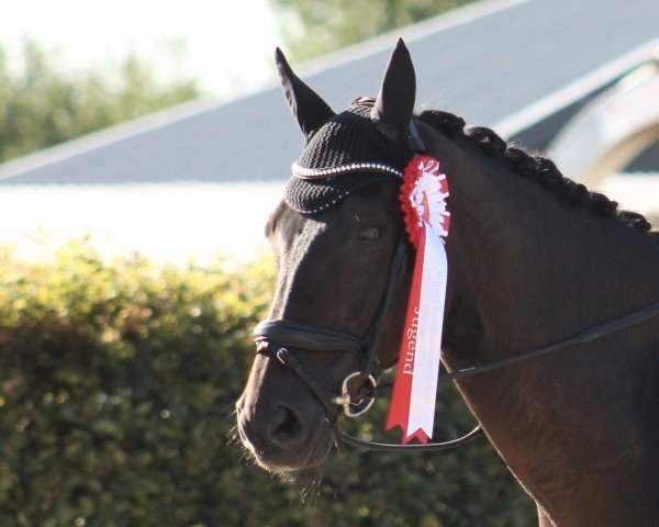 dressage horse Bossanova Hit (KWPN (Royal Dutch Sporthorse), 2006, from Diamond Hit) dressage horse Bossanova Hit (KWPN (Royal Dutch Sporthorse), 2006, from Diamond Hit)