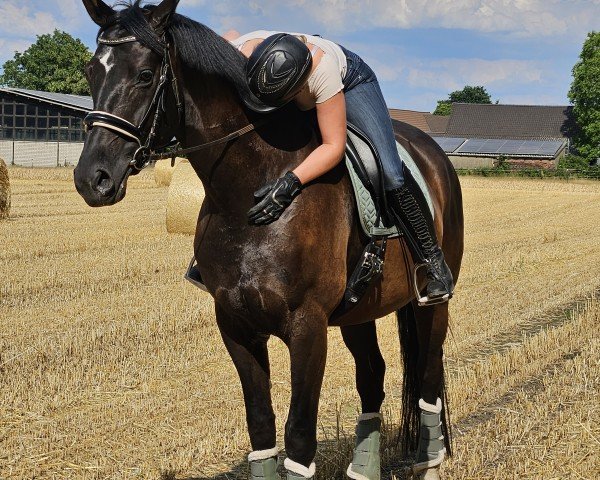 horse Sinan von Kükenmoor (Rhinelander, 2017, from Stakkato)