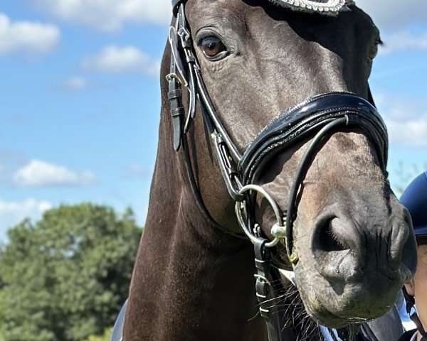 horse TIA Charlotta (Westphalian, 2018, from Christ)