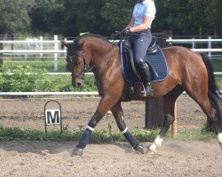 Dressurpferd Dandy 511 (Deutsches Reitpony, 2015, von Dynamit Harry)