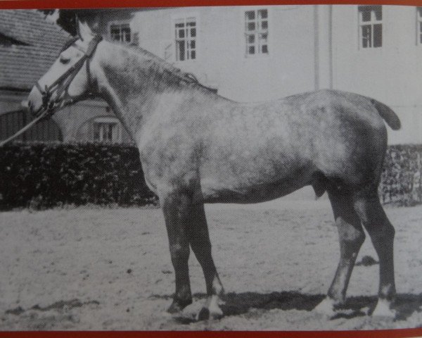 stallion Elan SN 664 (Mo) (Heavy Warmblood, 1944, from Egoist SN 543) stallion Elan SN 664 (Mo) (Heavy Warmblood, 1944, from Egoist SN 543)