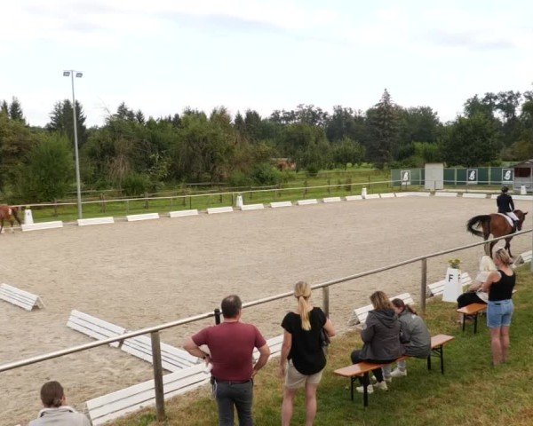 Reitturnier Köngen 2024