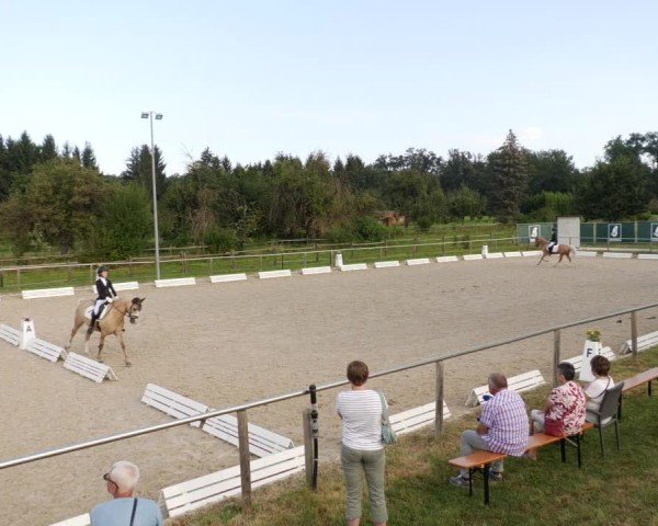 Reitturnier Köngen 2024