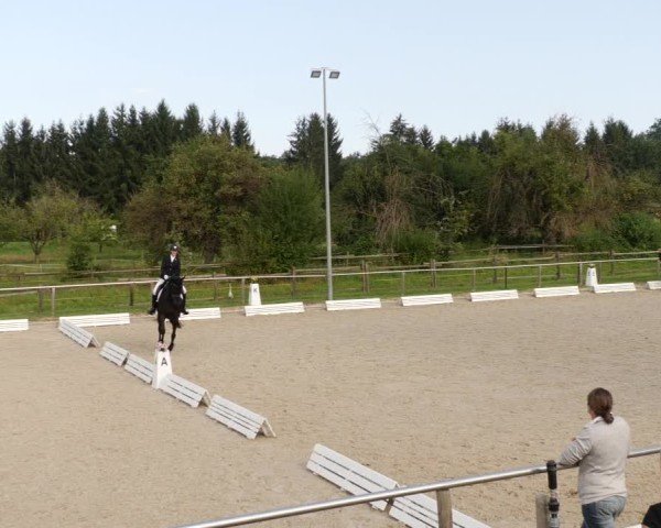Reitturnier Köngen 2024