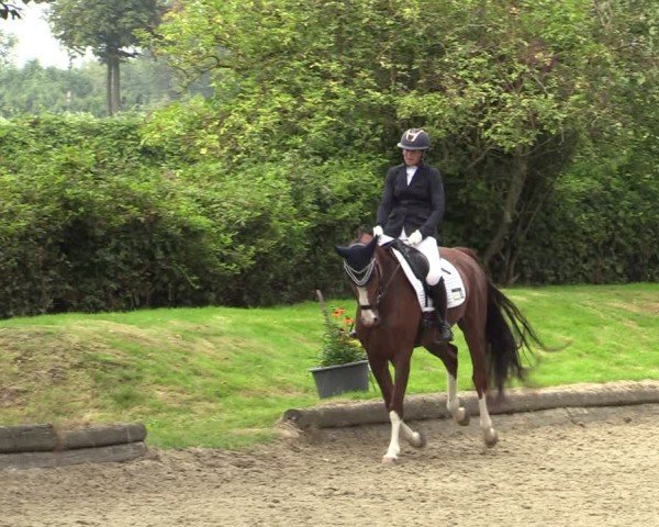Reitturnier Datteln 2024