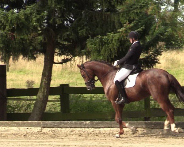 Reitturnier Datteln 2024